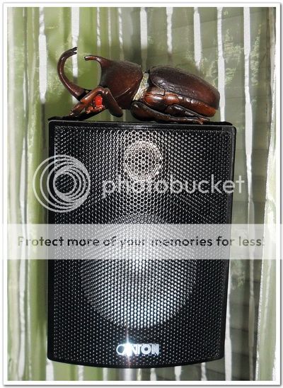 movie 125 mx   雅马哈功放yamaha rx-v465